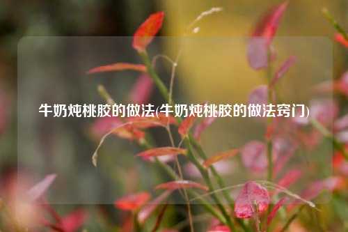 牛奶炖桃胶的做法(牛奶炖桃胶的做法窍门)
