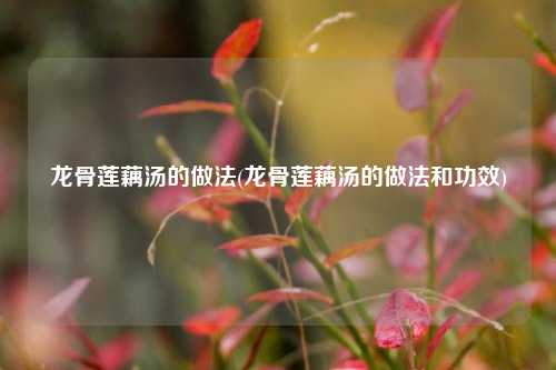 龙骨莲藕汤的做法(龙骨莲藕汤的做法和功效)